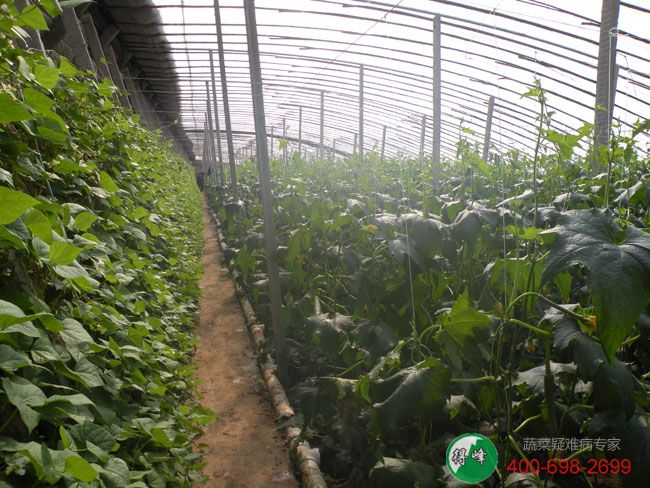 沂南得峰农业蔬菜合作社精品丝瓜概况(图2)
