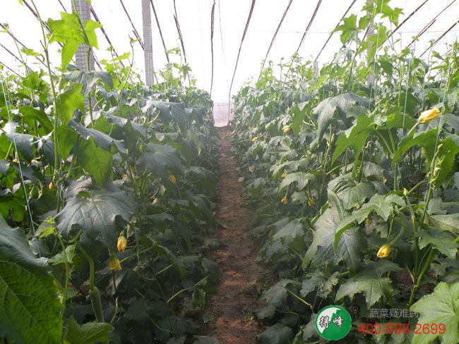 沂南得峰农业蔬菜合作社精品丝瓜概况(图4)