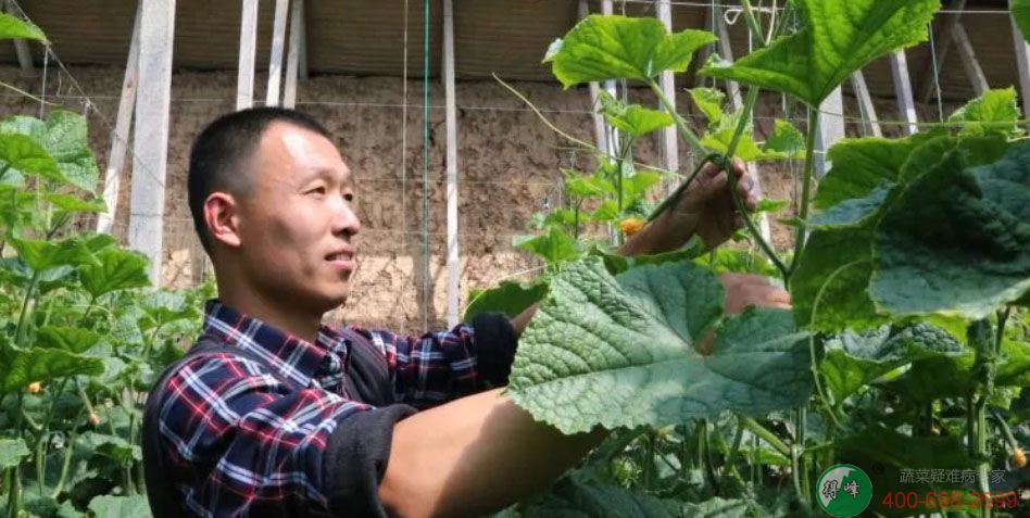 番茄死棵真愁人！冲施“得峰先锋组合”，治好了！(图3)