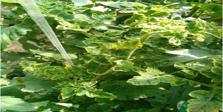 蔬菜病毒防不住，得峰农资有妙招(图2)