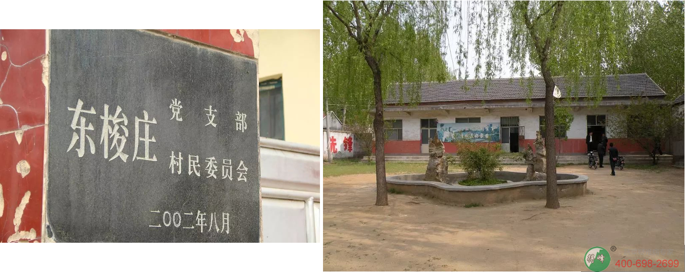 得峰腊月翠水果芹菜(图2)