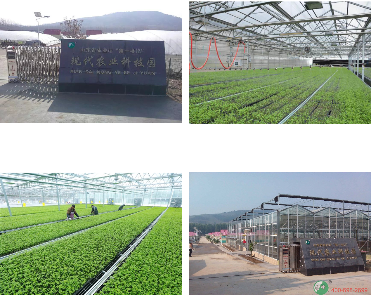 得峰腊月翠水果芹菜(图3)