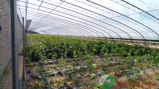 阴阳棚日光温室(图2)