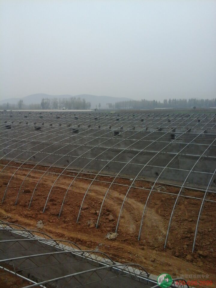 阴阳棚日光温室(图6)