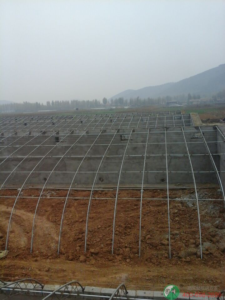 阴阳棚日光温室(图8)