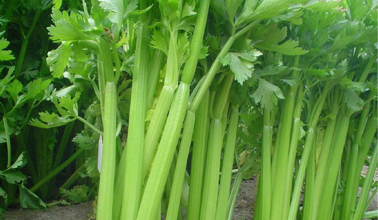 得峰富硒水果芹菜(图5)