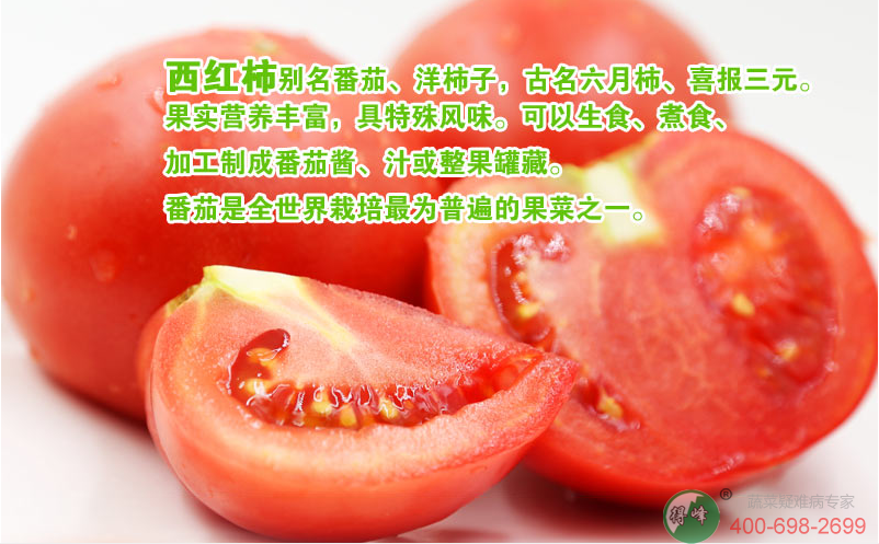 西红柿(图3)